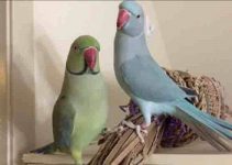 adorable parrot brothers talking