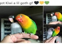 Kiwi the lovebird finds a Goth girlfriend