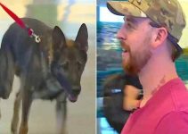 soldier is reunited with military dog after 3 years apart
