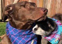 blind dogs abi and duke adopted from shelter