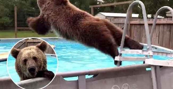 brown bear surfs and smiles for the camera
