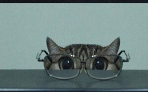 This cat loves to wear glasses