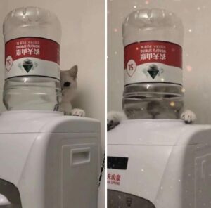 This cat is going to hide behind the water bottle