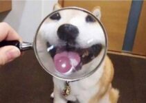 What this dog looks like with a magnifying glass