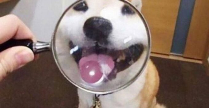 What this dog looks like with a magnifying glass