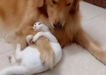 cat and dog best friends