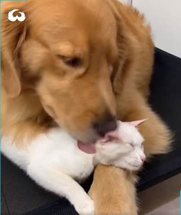 the cutest cat and dog friendship ever