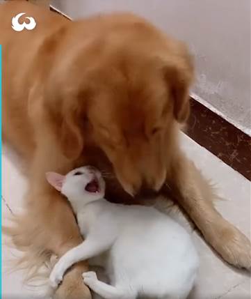 playful fight between cat and dog