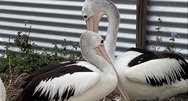 mr. percival the rescue pelican with his partner