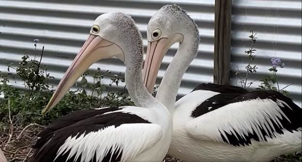 these pelicans have waited 6 years for their eggs to hatch