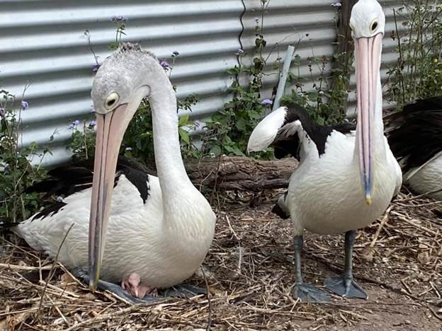 a happy pelican family