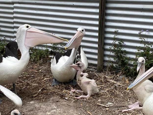 rescue pelican with family at the sanctuary