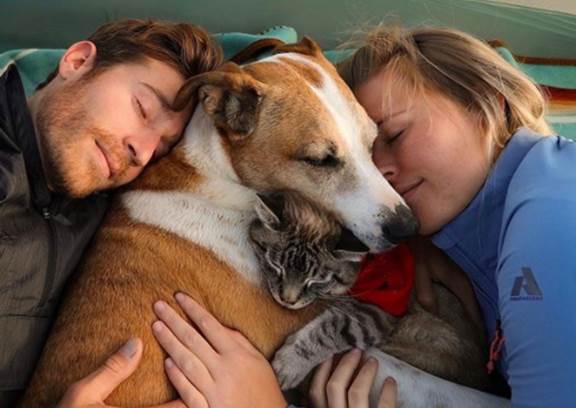 dog and cat cuddle with human parents