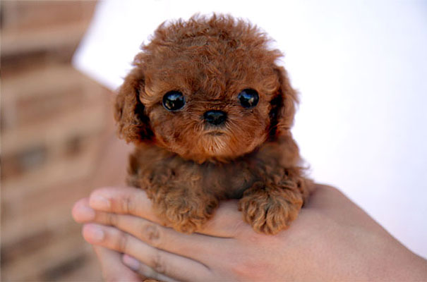 baby animal - poodle