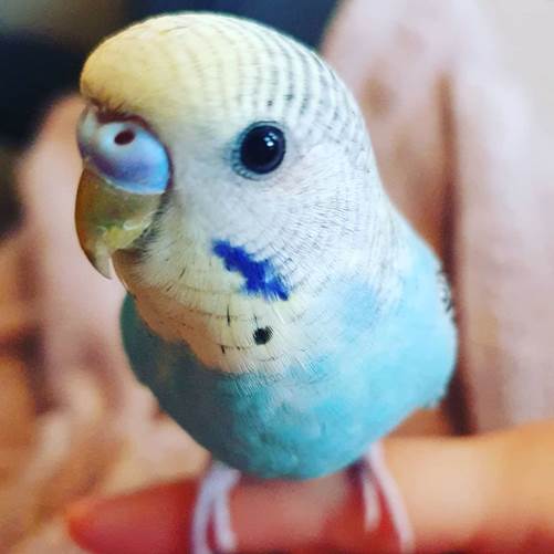 baby blue bird