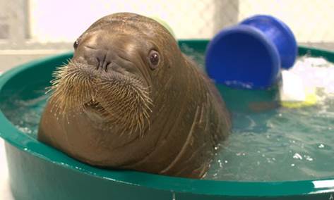 baby seal bath