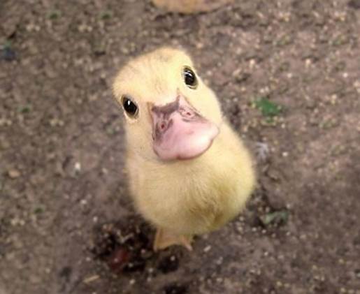baby duckling cute