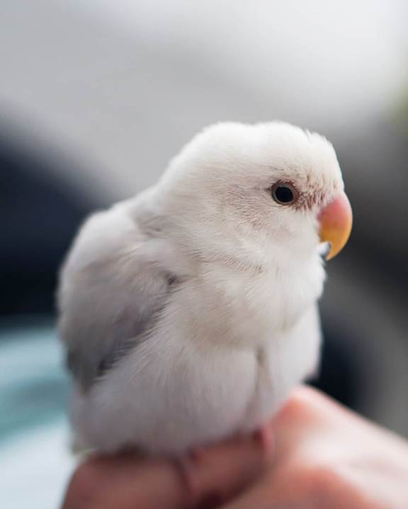baby bird
