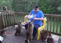 raccoons meet this old man at his porch