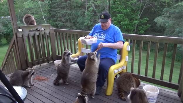 raccoons meet this old man at his porch