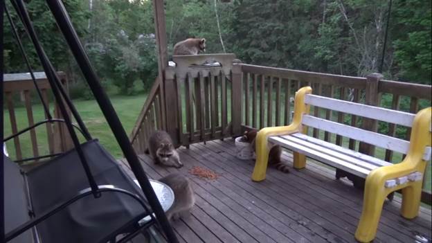 raccoons eating hotdogs