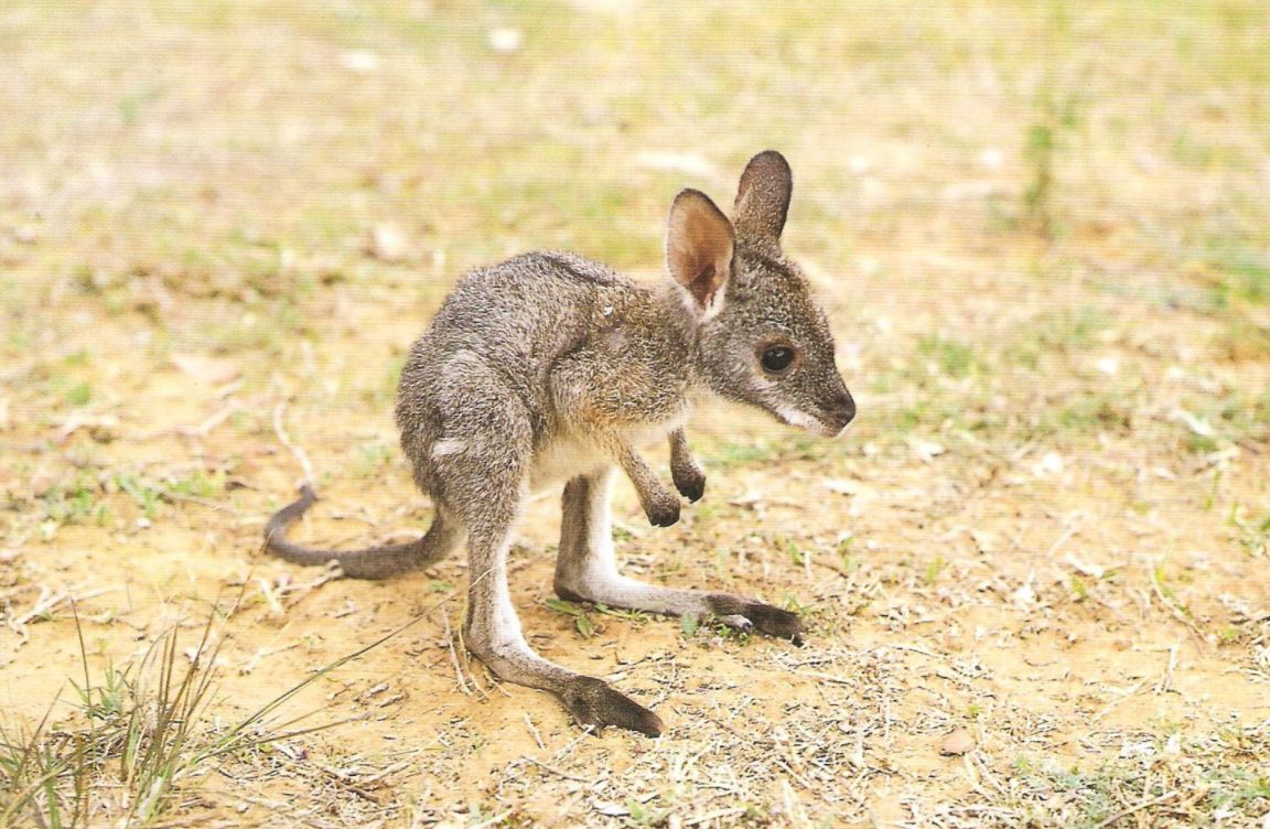 baby animals - kangaroo joey