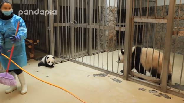 baby panda gets out of pen