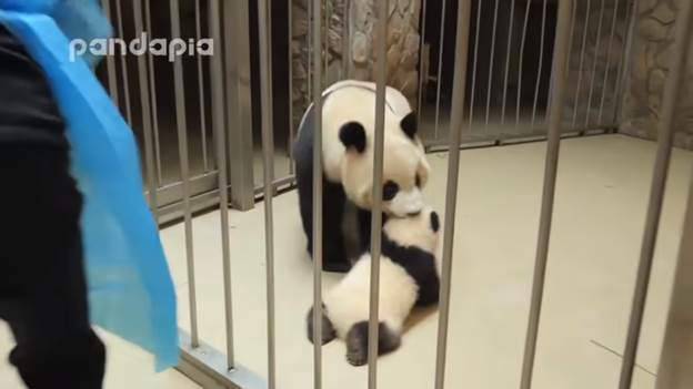 baby panda scolded by mom