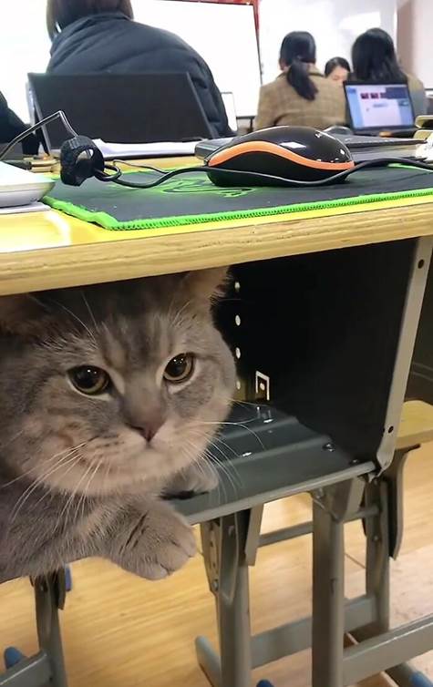 cat hiding in class