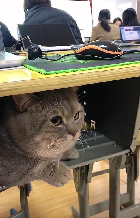 cat in class desk