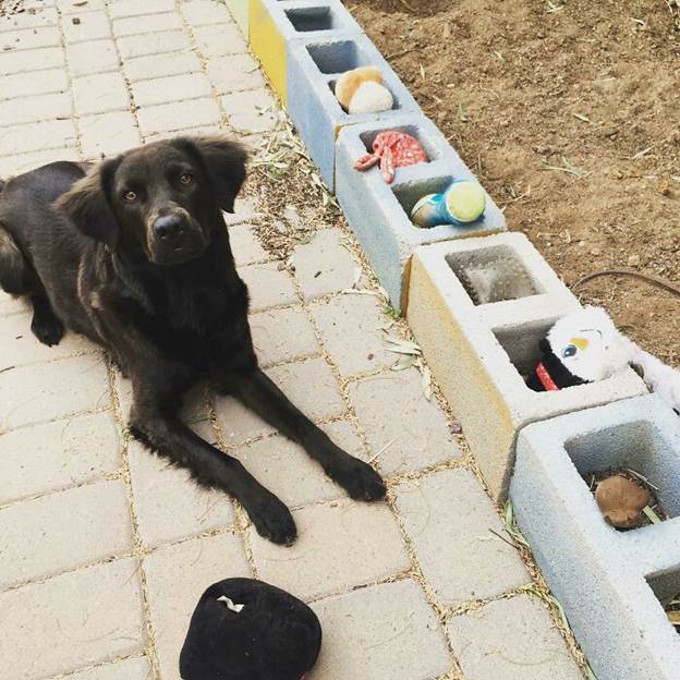 dog organizes toys