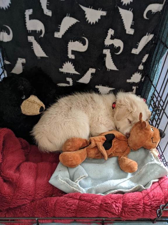 dog and toy sleep