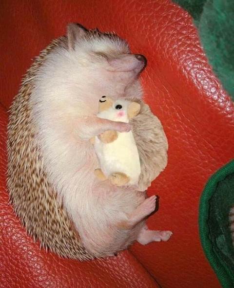hedgehog with toy