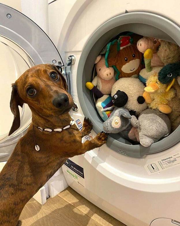 dog toy collection