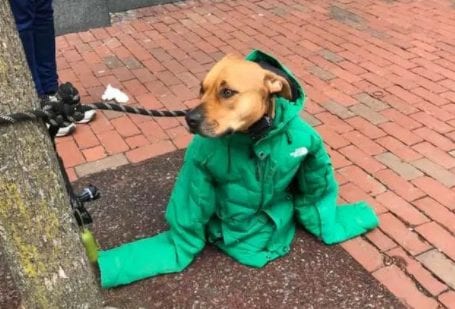 shivering dog got a jacket