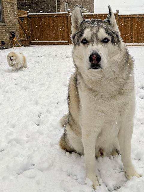 pets surprised by snow