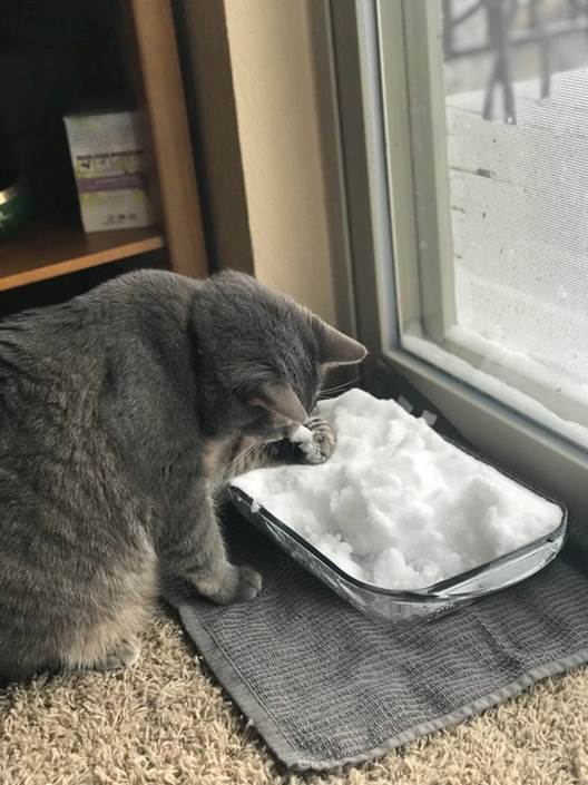 snow brought indoors for pet