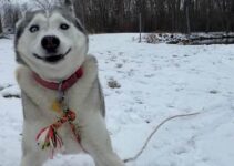 funny grin by pet in snow