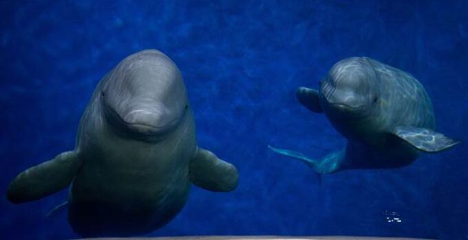 beluga whale siblings