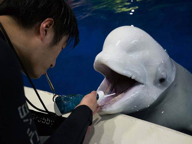sanctuary saves beluga whale siblings