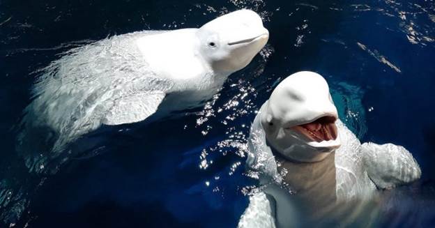 beluga whales set free