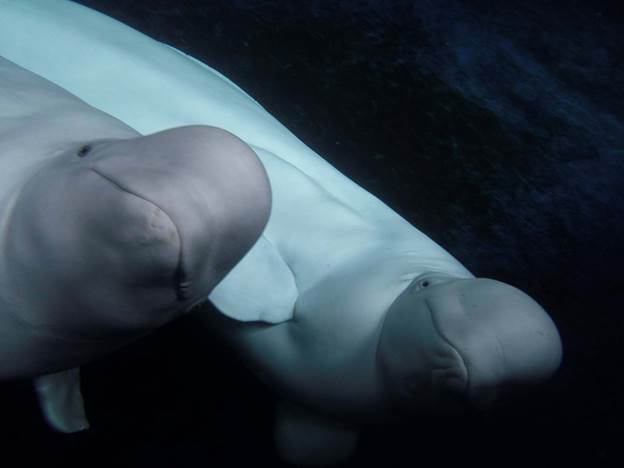 beluga whales little grey little shite
