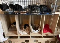 furever home cat rescue shelter