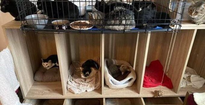 furever home cat rescue shelter
