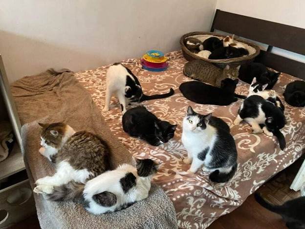 romanian siblings rescue cats