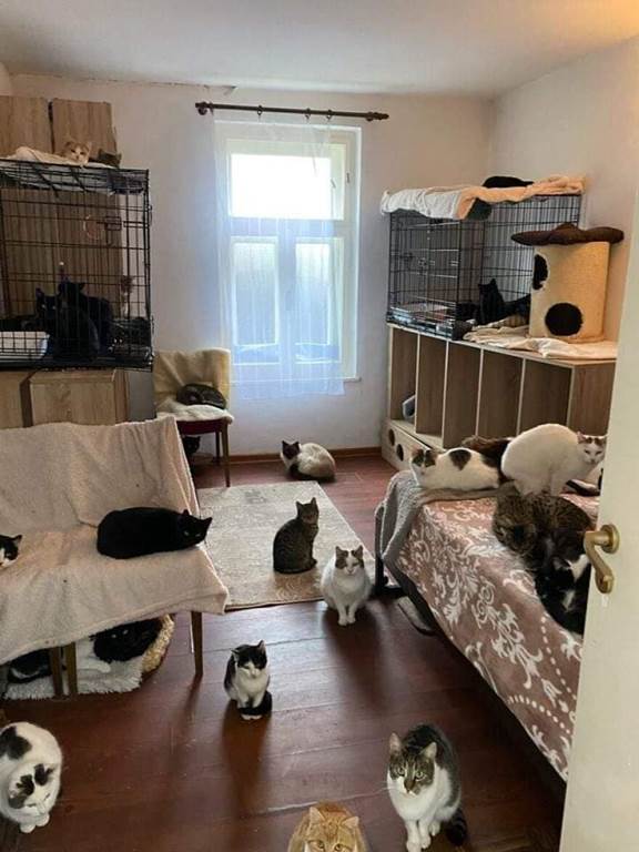 cat rescue shelter started by romanian siblings