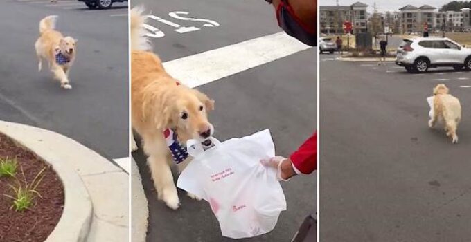 dog collects chick-fil-a dinner