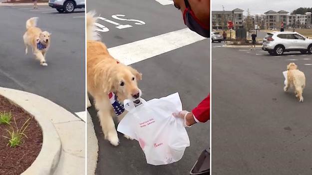 Golden Retriever Delivers Chick-fil-A Dinners To Her Dad Each Week ...