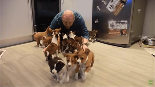 16 basenji puppies in this family