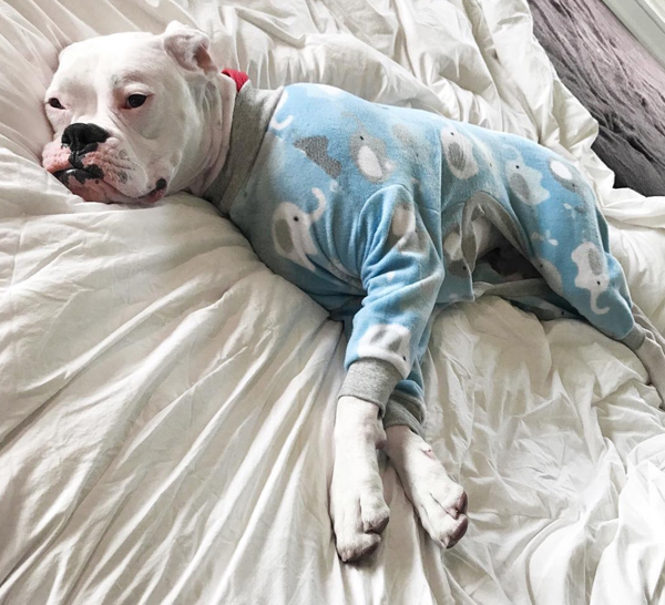 lazy dog in pet pajamas
